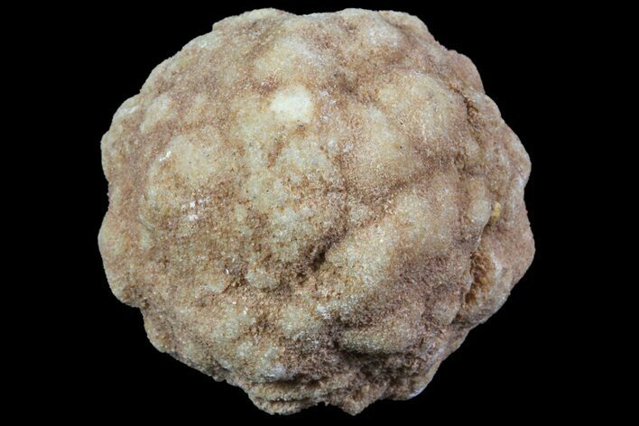 Flower-Like Sandstone Concretion - Pseudo Stromatolite #70048